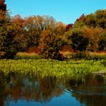 Pond in fall.