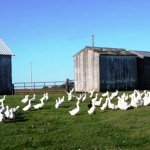 Duckyard with many ducks.